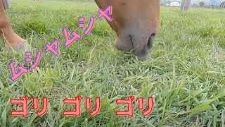 心が忙しいあなたに。馬の癒し動画1　咀嚼音