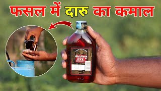 fhasal me daru ka spray | दारू को ऐसे करें फसल में इस्तेमाल फिर देखो कमाल 🫢