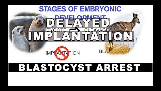 Embryonic Diapause | Delayed Implantation in Mammals