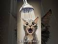 突然のシャワータイム#突然のシャワー #猫のリアクション #おもしろ猫動画 #シャワータイム #猫好き集まれ #びっくりニャンコ #水は苦手ニャ #猫の日常 #爆笑猫動画 #猫の驚き