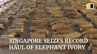 Singapore seizes tusks from 300 elephants in city's largest ivory bust ever