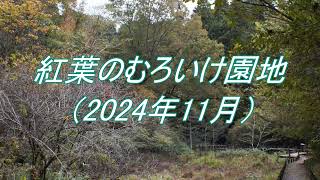 紅葉のむろいけ園地（2024年11月）