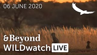 WILDwatch Live | 06 June, 2020 | Afternoon Safari | South Africa