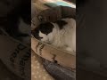 気持ちよさそうに寝てた猫