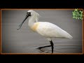 Голоса птиц Как поёт Колпица platalea leucorodia