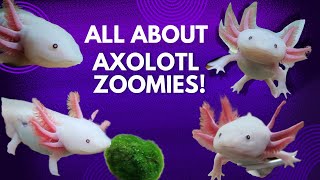 DO AXOLOTLS GET ZOOMIES?