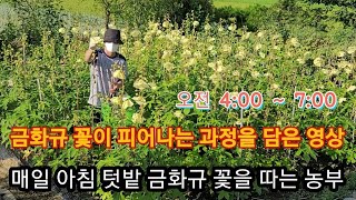 (힐링)금화규 꽃 새벽 4시부터  7시까지 3시간 피어나는 영상을담고 금화규 꽃을 따는 농부에 아침