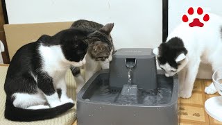 初めて給水器を見た子猫達 【瀬戸の子猫日記】