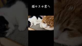 20秒18で俺は猫雑学王になる！#猫 #猫動画 #雑学