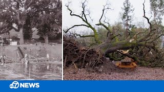 Napa Valley winery loses beloved 275-year-old tree to the California storm