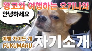 【自己紹介】【沖縄旅行】【犬】【ペット可】【ワンコとお出かけ】僕は福丸です。