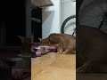 ネコ動画あび#4292　#shorts　#あび #ねこ #ネコのあび #猫動画