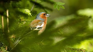 Beautiful Chaffinch singing in a late spring forest | Bird song