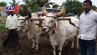 Baahubali 2 Bulls in Vijayawada Attracts People | TV5 News