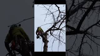 【特殊伐採】神社横の木を伐る一部始終