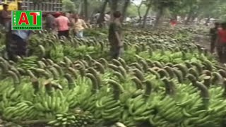 দিনাজপুরের নতুন জাতের কলা চাষ করে ব্যাপক সফলতা | banana cultivation | Green Bangla Entertainment