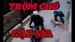 TRỘM CHÓ GẶP MA