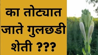 का तोट्यात जाते गुलछडी शेती,|#tuberose # निशिगंध #रजनीगंधा|#गुलछडी शेती