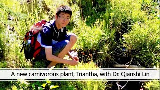 A new carnivorous plant, Triantha, with Qianshi Lin