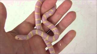 Baby Albino Banded California Kingsnake