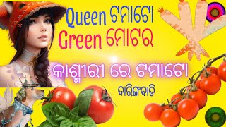 ଦାରିଙ୍ଗବାଡି ରେ କାଶ୍ମୀର ଟମାଟୋ // ଆସ ଦେଖିବା 🍎🍅🍒🍒||Darngbadi||