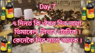 Day 7 Duck Brooding \u0026 medicine, ৭ দিনত কি ঔষধ দিব লাগে । ভিমাৰেল, লিভাৰ টোনিক কেনেকৈ দিব লাগে