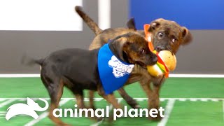 Adorable Highlights from Past Puppy Bowls! | Animal Planet