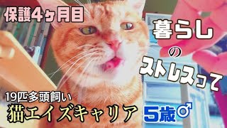 猫エイズとの暮らしって、実はストレス減らさなきゃっ!！のプレッシャーがあるんだよね。