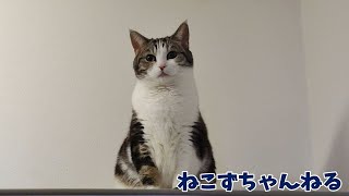 高い所から見下ろすの好きなんです♪　スコティッシュフォールド「ふく」　ねこずちゃんねる712 #猫 #ねこ #cat #スコティッシュフォールド