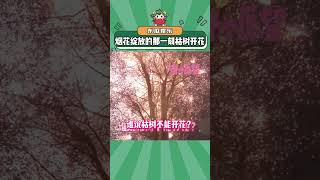 你看枯树也可以开花#枯树开花 #烟花 #万万没想到 #娱乐评论大赏#shorts