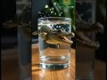 crocodile in glass viralvideo animals funny