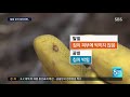 말벌 공격 받으면 무조건 20m 뛰세요 sbs