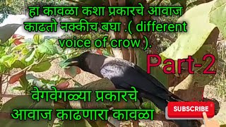 हा कावळा कशा प्रकारचे आवाज काढतो नक्कीच बघा .( different voice of crow ) Part -2