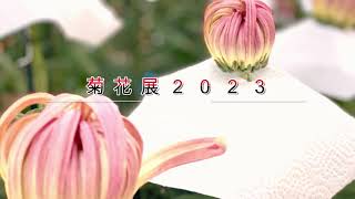 菊花展２０２３