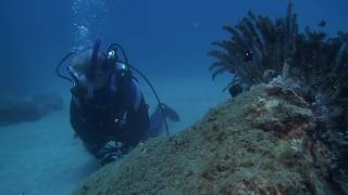 2016.8.22　宮の下　ミツボシクロスズメダイ大量