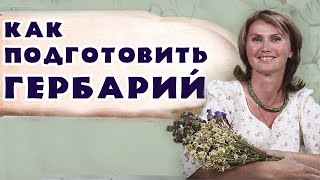 Как сушить цветы и листья | Подготовка ГЕРБАРИЯ