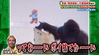 ポイ捨てするオランウータン ［長野市茶臼山動物園］『ZOO-1グランプリ』11/30(火)【TBS】