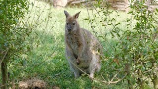 Oltremare: Alla scoperta dell'Australia!