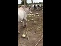 beautiful dinka jieng cattle camps with an amazing bull