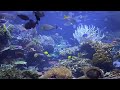 fish tank relaxing music zen relaxation well being relaxing and soothing coral reefs and fish