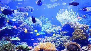 Magnificent aquarium + zen music, relaxation, well-being, relaxing and soothing coral reefs and fish