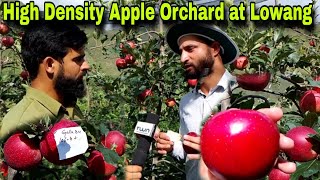 Ultra High Density Apple Orchard at Lowang Bani