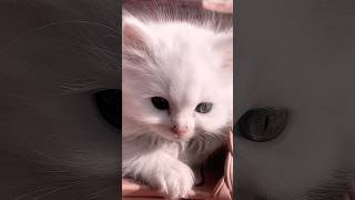 Cute Baby #love #arabic #топ #beautiful #kitten #cuteanimal #catlover #kittten