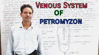 Venous System of Petromyzon / Sea Lamprey | Cyclostomata