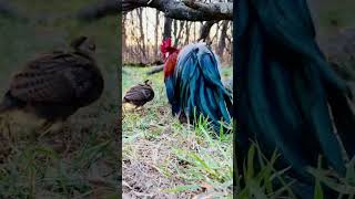 Baxter the amazing Ohiki Phoenix #qaib #bantam #homestead #craidero #chicken #azteca #farm #phoenix