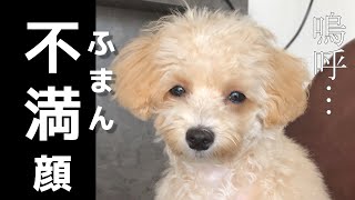 【失敗？】初めてのトリミングサロンは残念な結果に...【マルプー子犬】