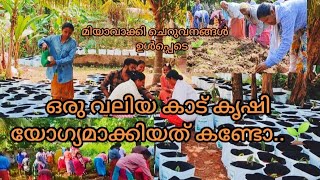 പണ്ട് കാട് പിടിച്ച് കിടന്ന സ്ഥലം ഇപ്പോൾ കണ്ടാലോ ..🌱/ ഇവിടം സ്വർഗ്ഗമാണ് /Malayalam krishi video