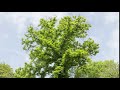 One year Time-Lapse of a Tree