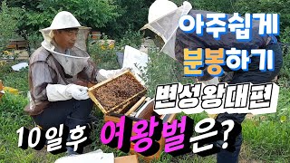 [취미양봉 부업양봉}교육용 분봉요령 변성왕대편 2, 10일후 변성왕대 내검, 초보자를 위한 가장쉬운벌통 늘리기  분봉방법