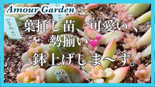 【多肉植物】葉挿し苗、可愛いく勢揃い💕鉢上げしま〜す。